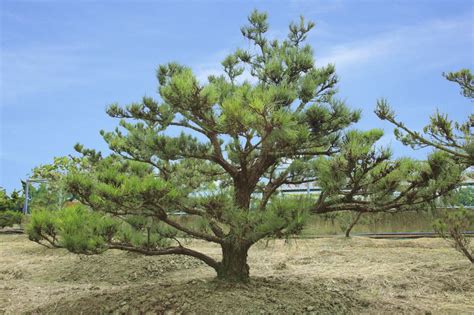 黑松樹風水|如何按照風水來擺設黑松？（特徵、方位、共同擺設的植物）